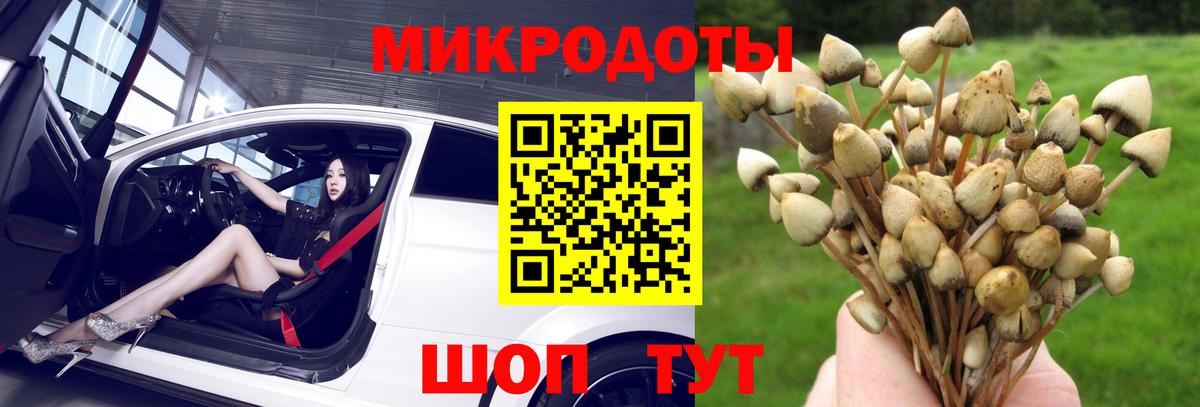 Псилоцибиновые грибы Psilocybe Заволжье